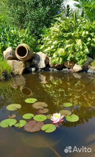 Водная лилия