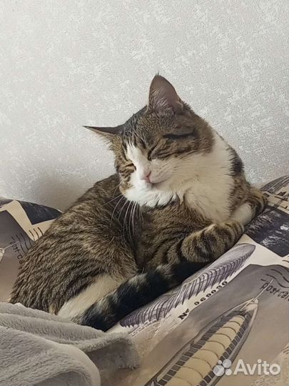 Кота в добрые руки