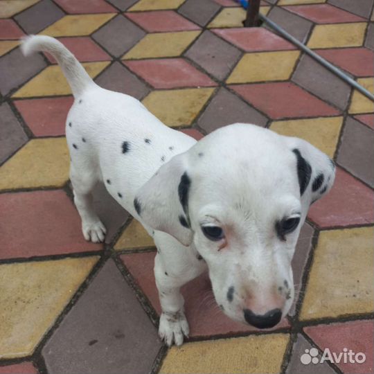 Щенки далматина