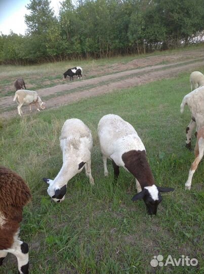 Ярки дорпер