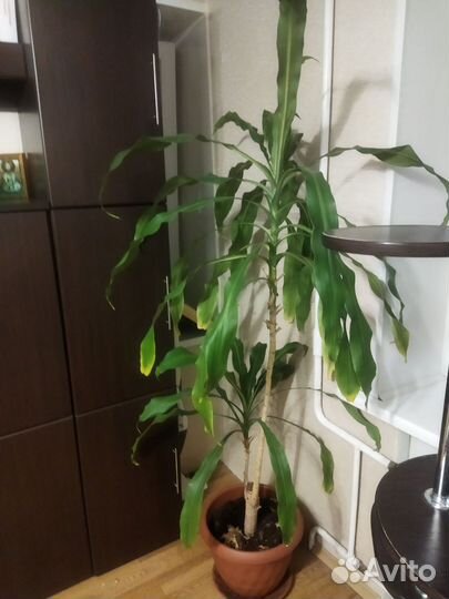 Пальма Юкка