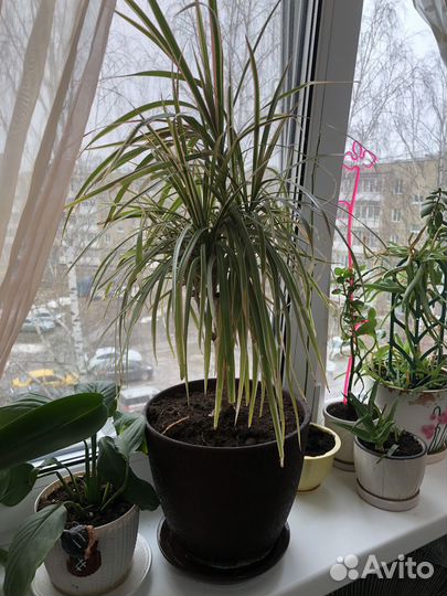 Пальма драцена