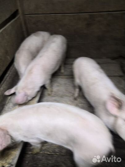 Продаю подсвинков