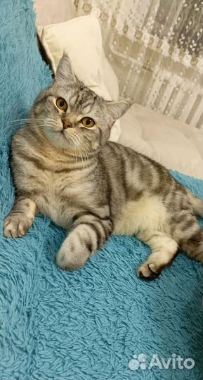 Отдам кота в добрые руки
