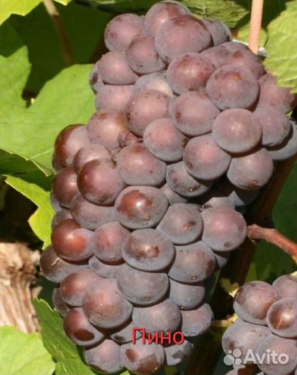 Саженцы и черенки винограда