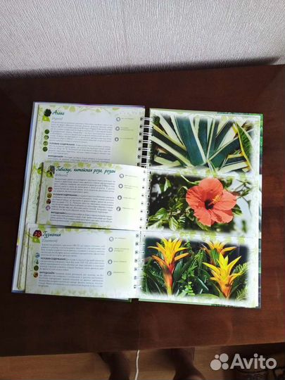 Волкова Е. Лучшие комнатные цветы: альбом-каталог