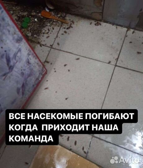 Дезинфекция дератизация дезинсекция