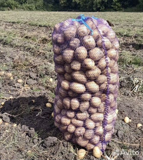 Картофель домашний