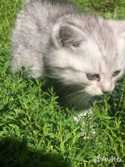 Британская кошечка