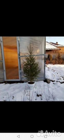 Ель сибирская от 50см до 2 метров