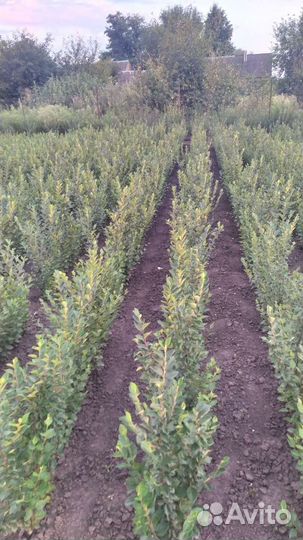 Кизильник блестящий