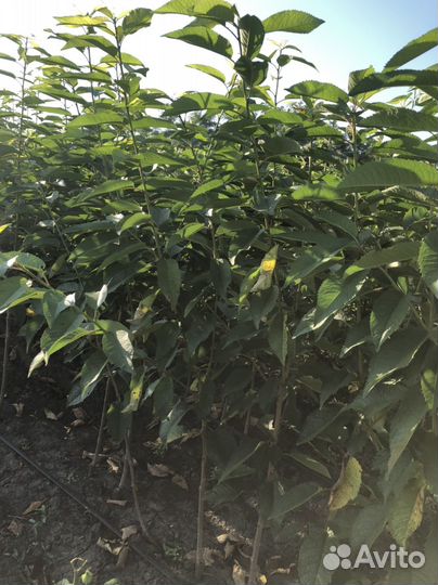 Саженцы черешня и вишня