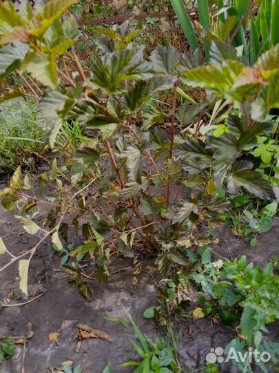 Пузыреплодник