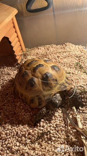 Аренда дракона и других животных, зоопарк