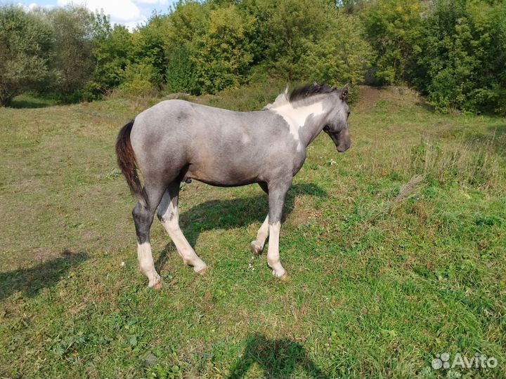 Лошади жеребята