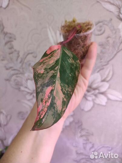 Филодендрон red emerald