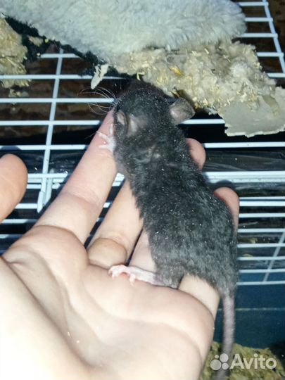 Крысята Дамбо