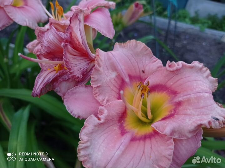 Цветущие многолетники