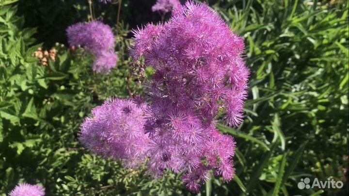 Василистники на фото 3 вида