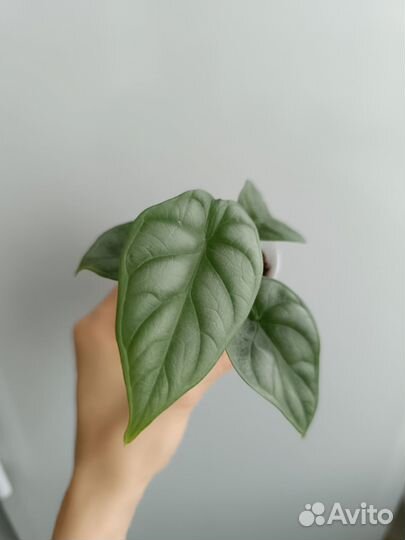 Алоказия сильвер дракон,медная,полли