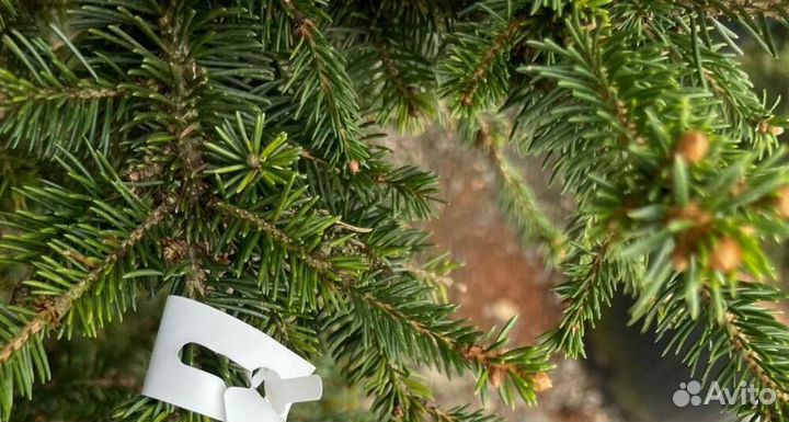 Ель обыкновенная Виллс Цверг (Wills Zwerg)