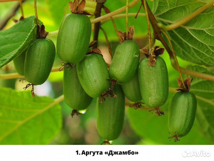 Саженцы Актинидии (русское киви)