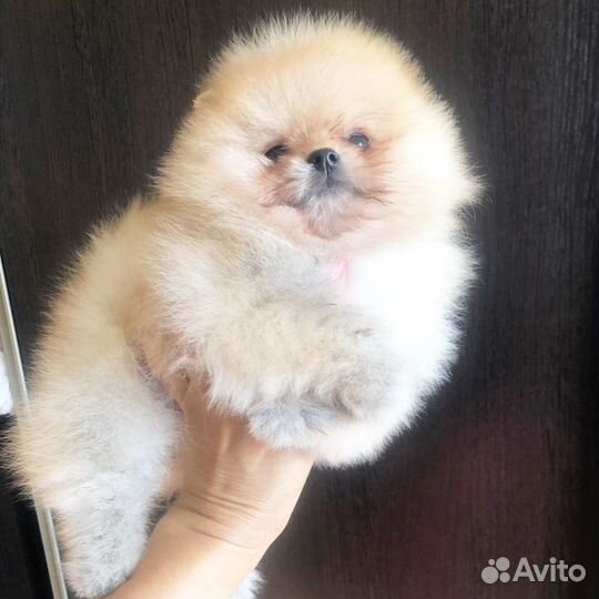 Щенки померанского шпица