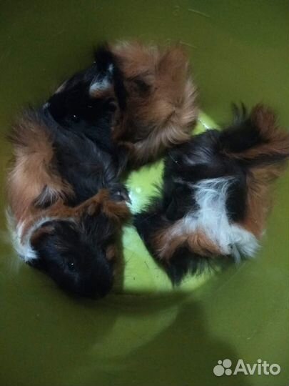 Продаю морских свинок оптом и в розницу