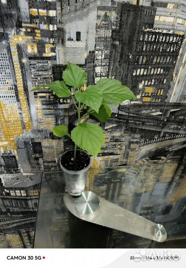 Клеродендрум филиппинский