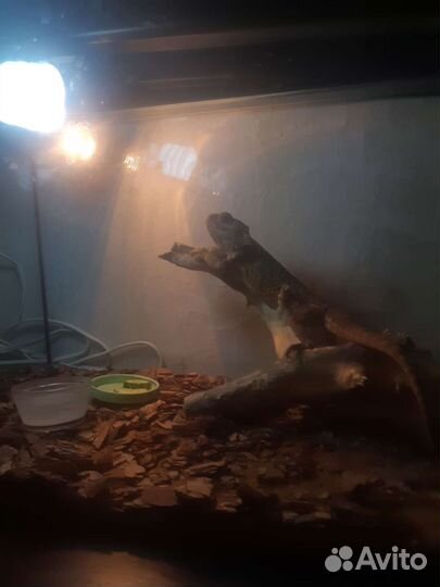 Бородатая Агама