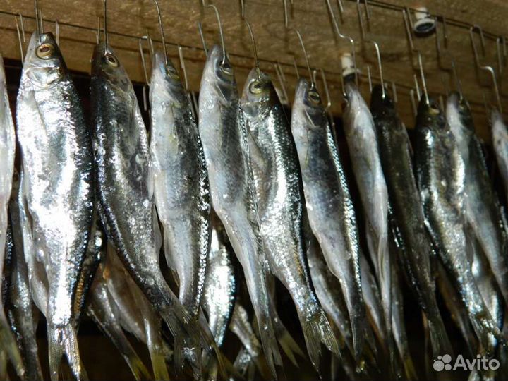Продам таранку (уклейка)