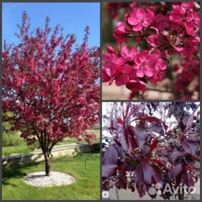 Декоративная яблоня