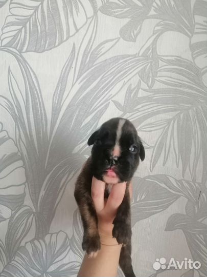 Боксодетки