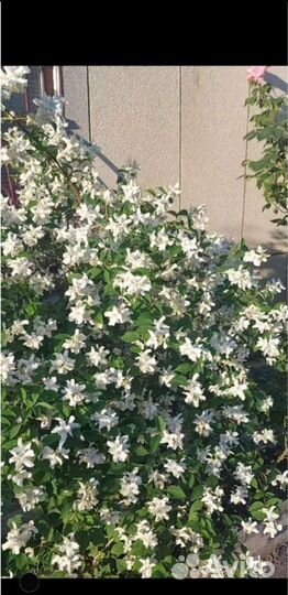 Жасмин белый