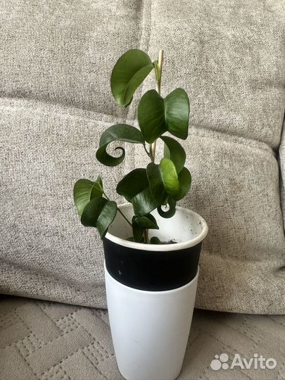 Фикус Букле