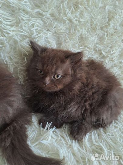 Британские котята