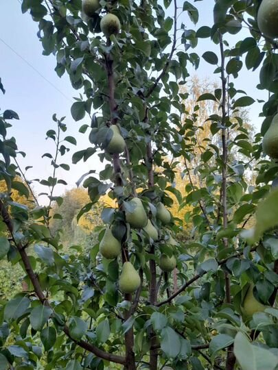 Дом 21,2 м² на участке 10 сот.