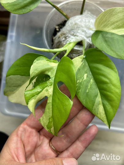 Рафидофора тетрасперма вариегатная