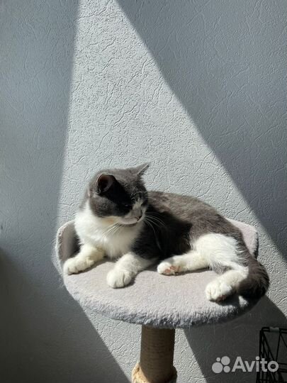 Кошка Маришка