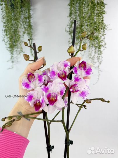 Орхидея фаленопсис Денвер бабочка