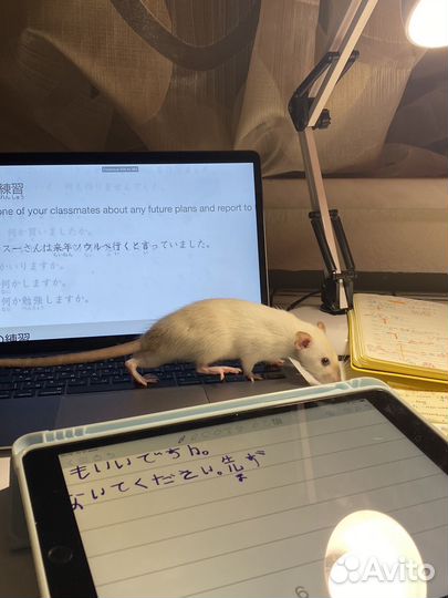 Крысы дамбо