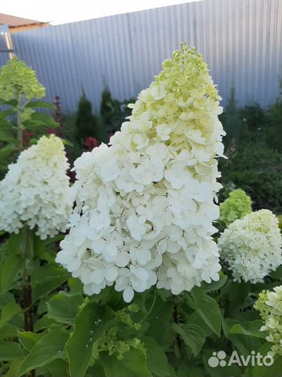 Гортензия с доставкой