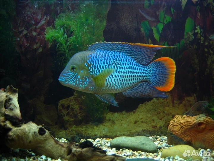 Акара Бирюзовая (арт 3077)