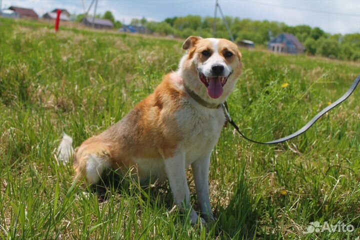 Собака на охрану и для души в добрые руки