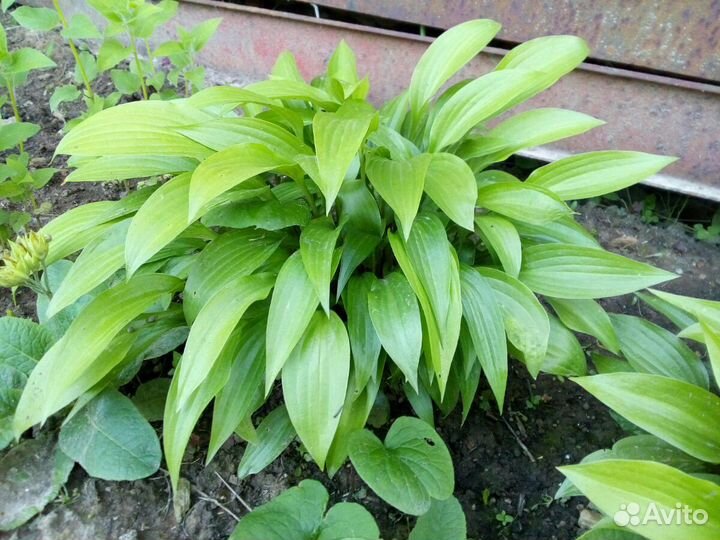 Хоста Ланцетолистная