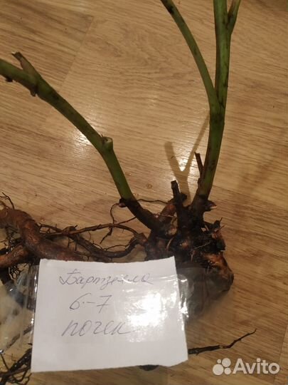 Пионы Ито -гибриды