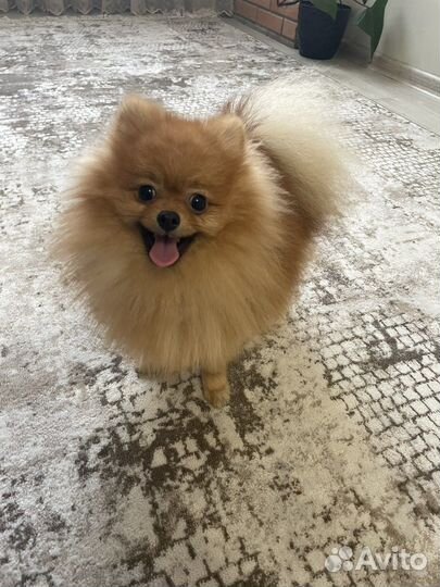 Померанский шпиц мини вязка