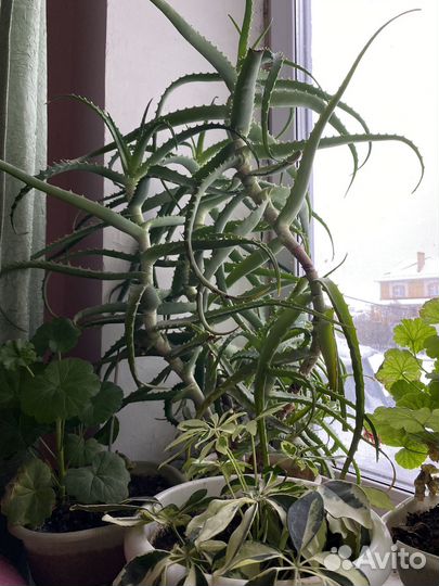 Алоэ столетник (7лет)