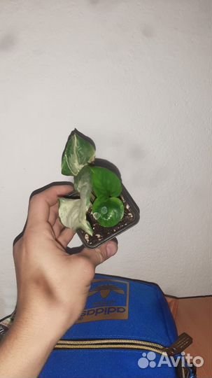 Комнатные растения