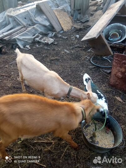 Англо нубийские козы